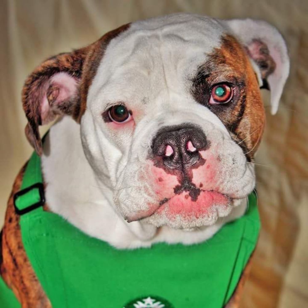 Meet your Posher, Lem